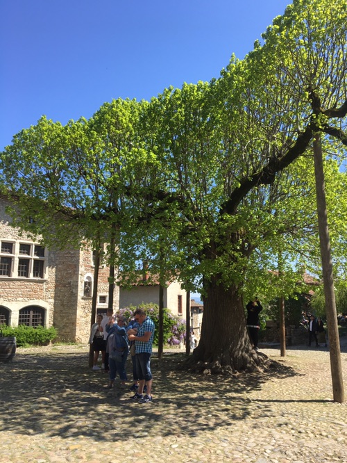 🌳🌳🌳