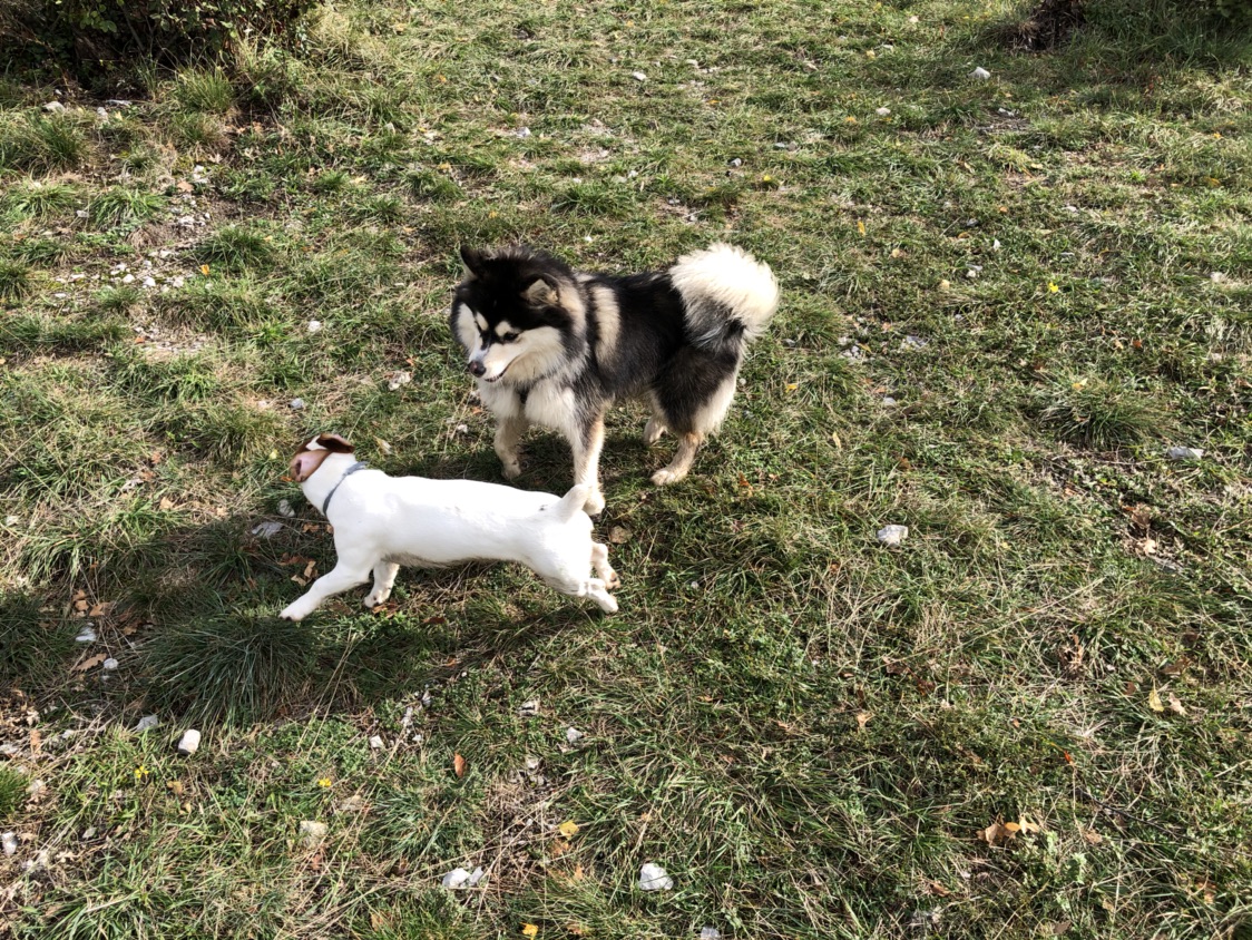 格勒不止滑雪噢