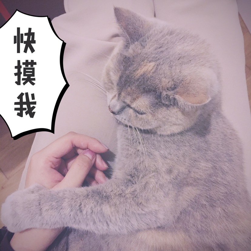 “猫”治百病(*⁰▿⁰*)