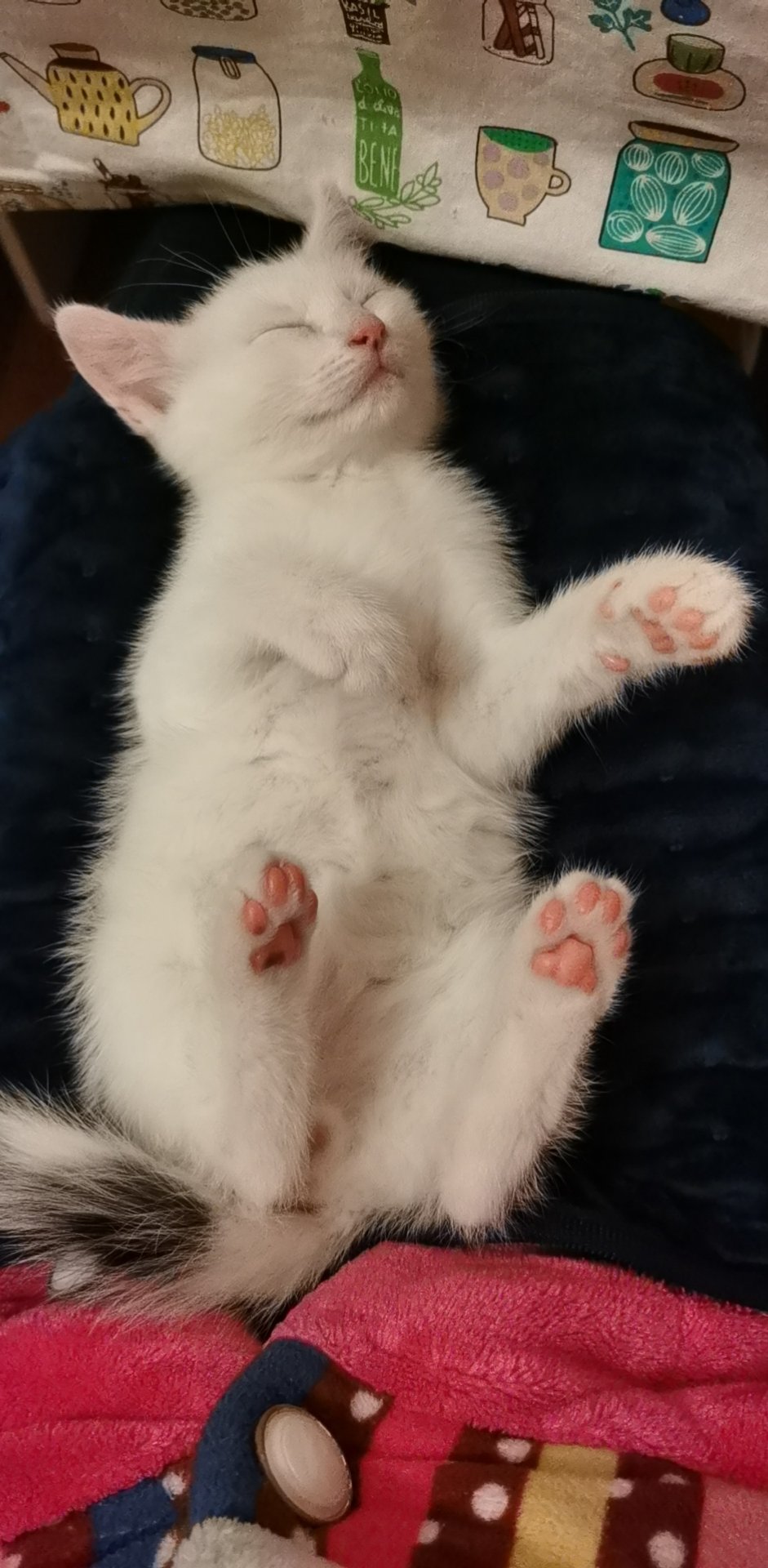 我家的猪