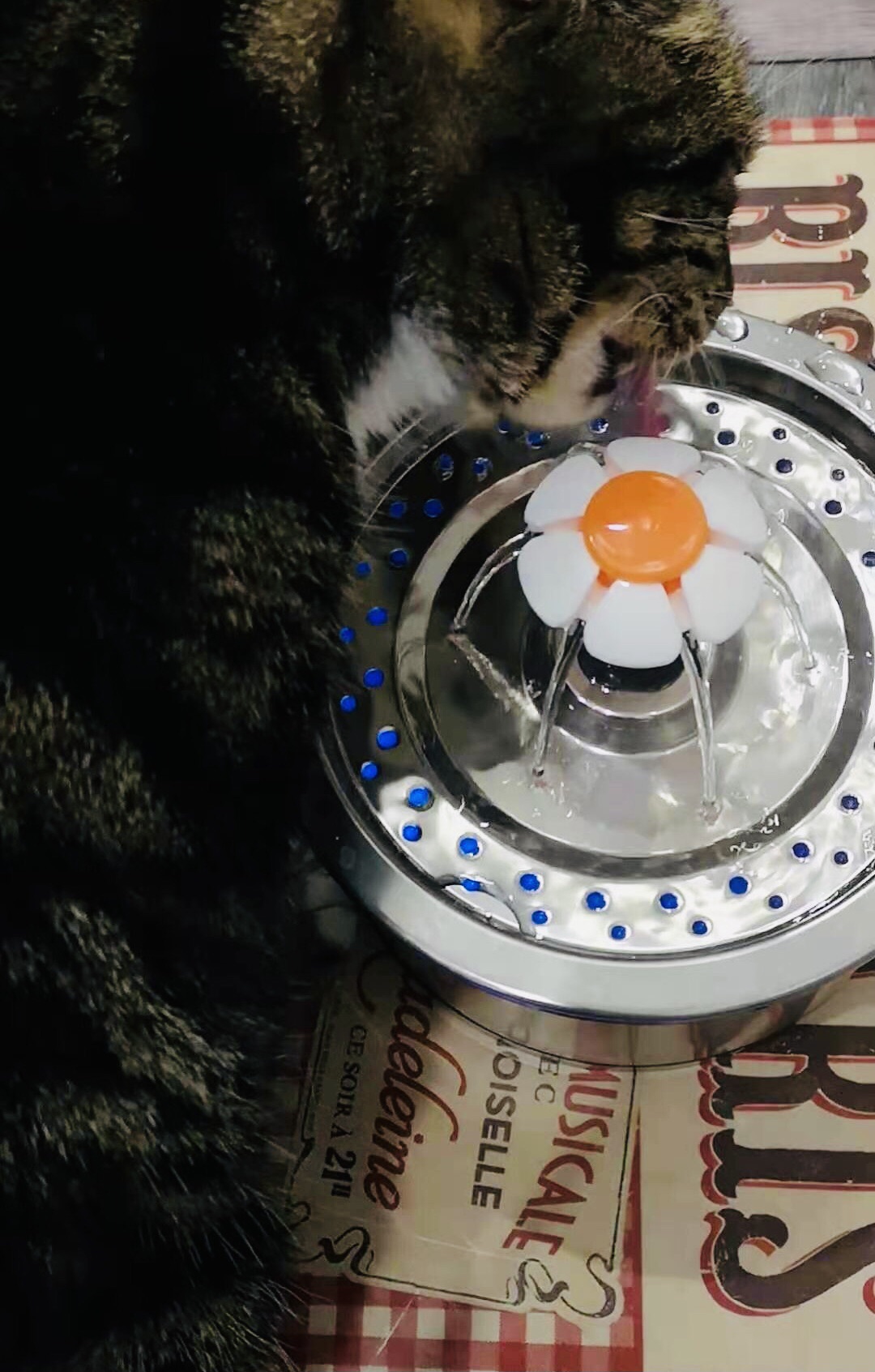 人猫关系破裂的💯种可能之4/100:海哥的困惑