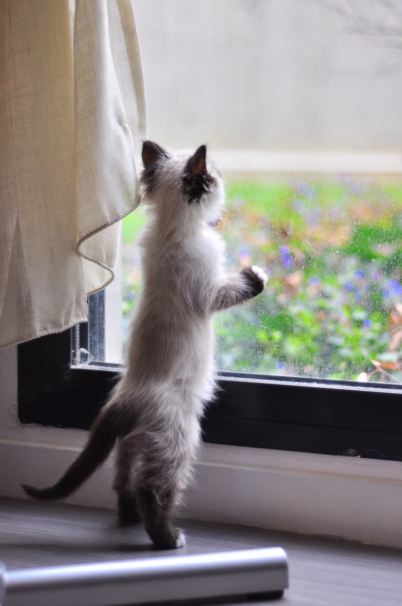 🐱