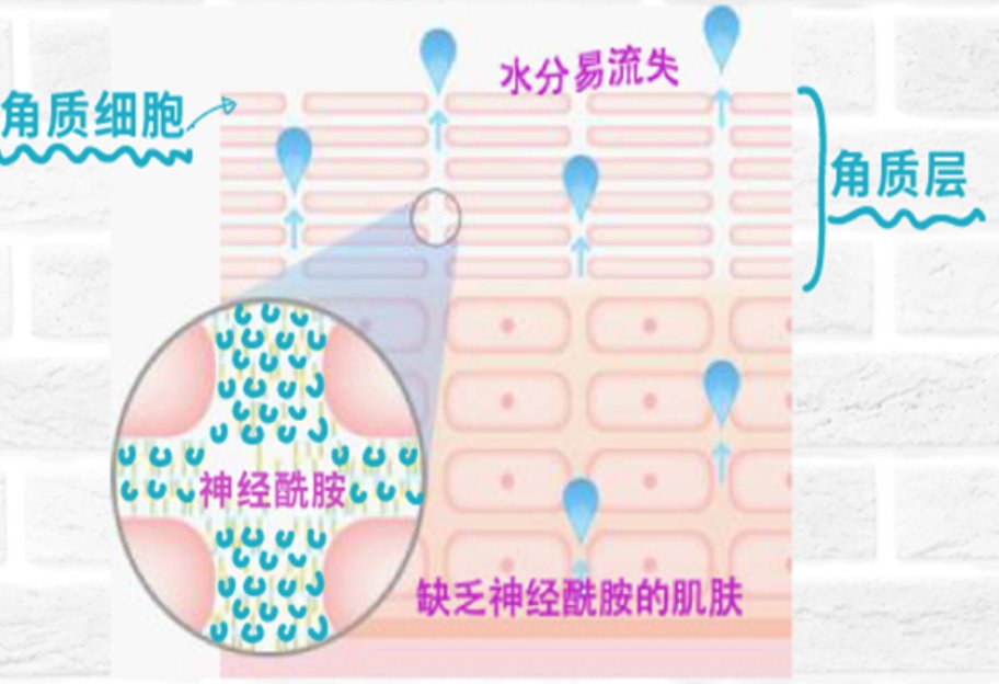 当我买神经酰胺产品时，我到底在买什么？
