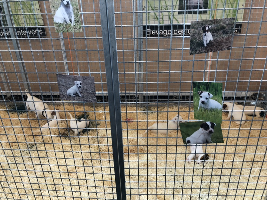 宠物展看见的杰克罗素
