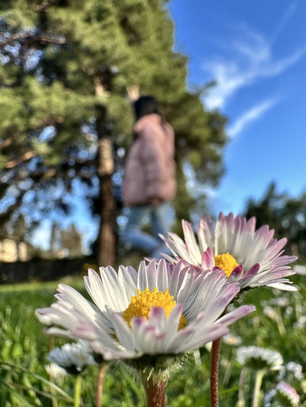小雏菊、是春天呀