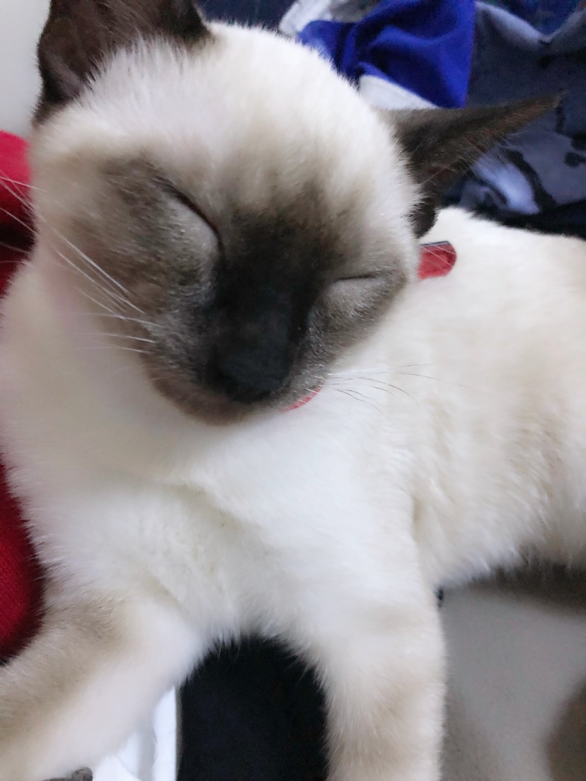 一只爱出门的猫