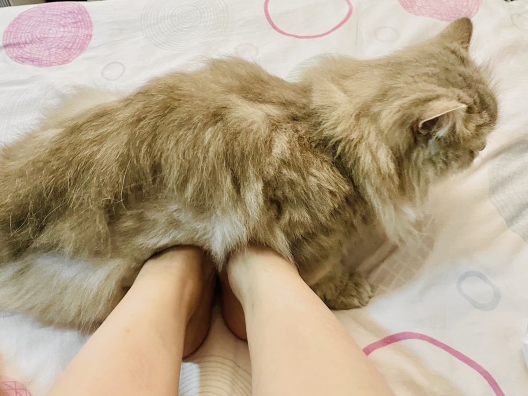 保暖利器——主子