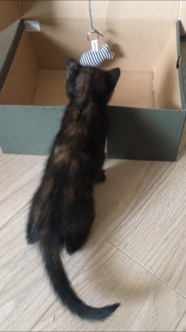 猫猫剪指甲