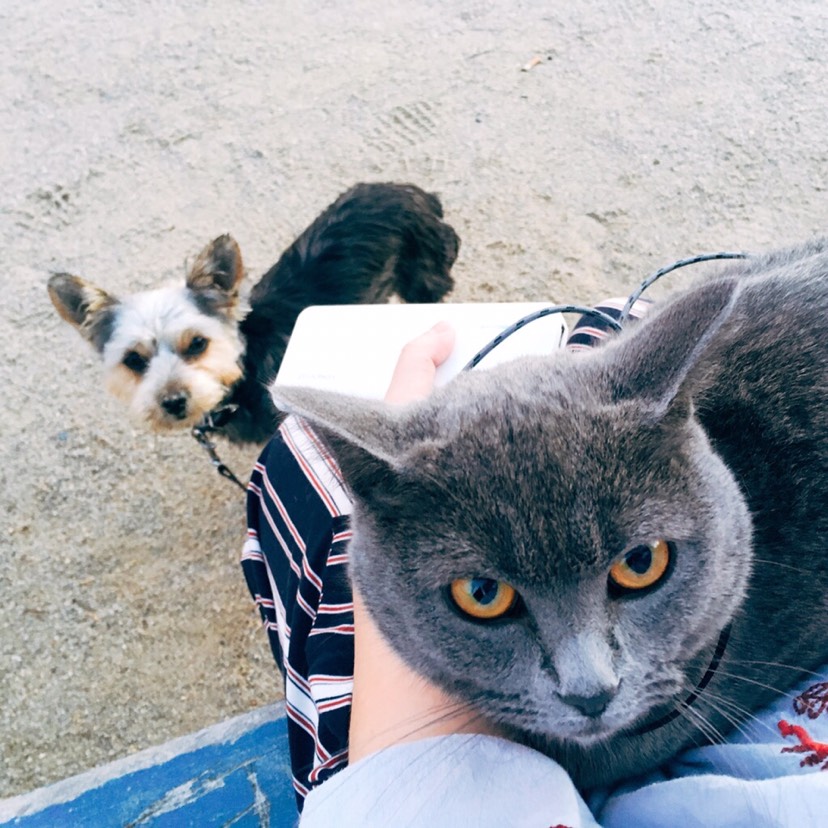 加入晒猫队伍