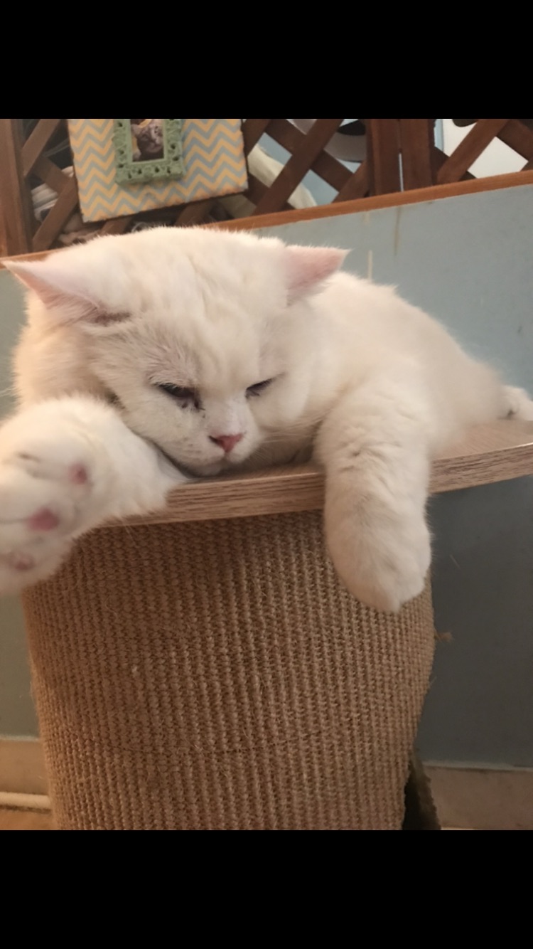 有没有人被猫蹬到过眼睛啊？