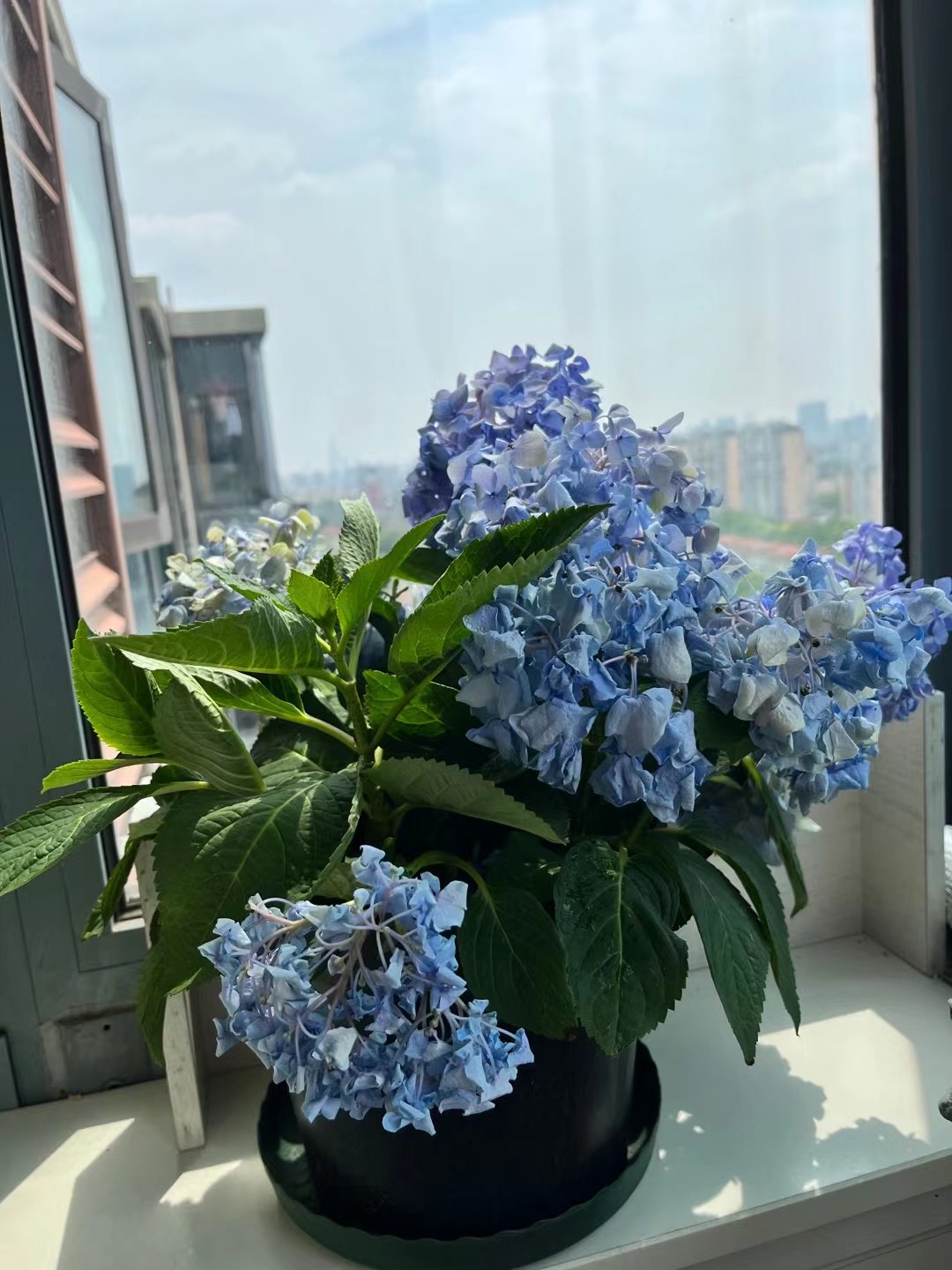 终于找到了让绣球起死回生的方法