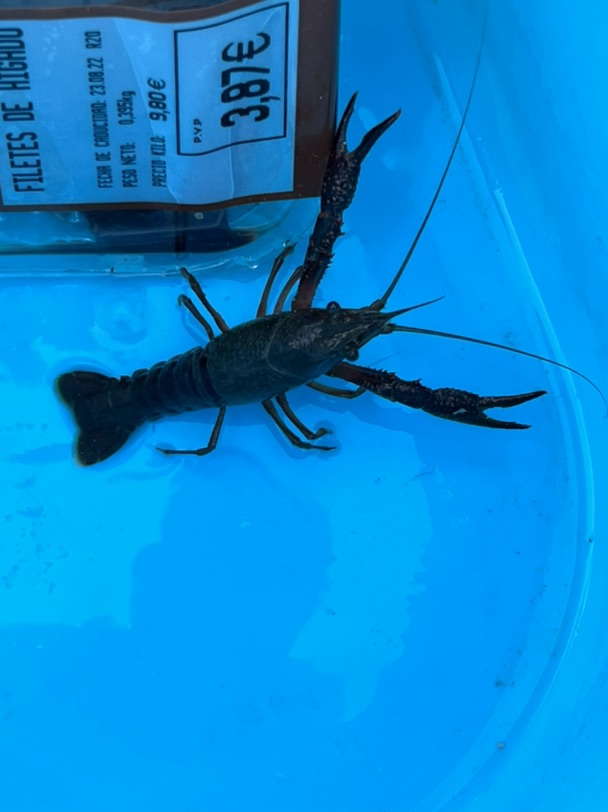 今天的快乐是抓小龙虾给的🦞