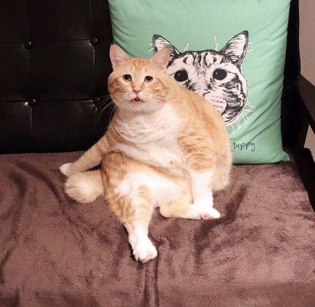 问询贴
