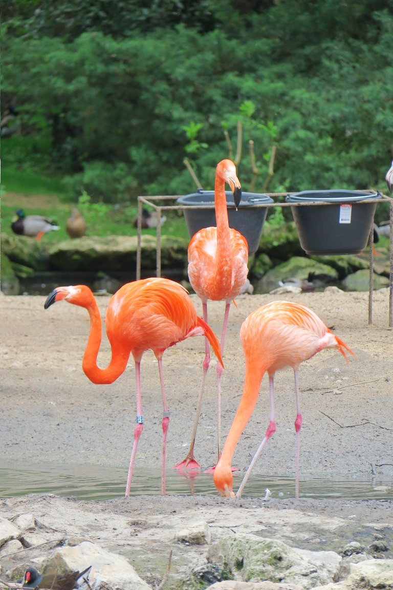 法国最大动物园Beauval
