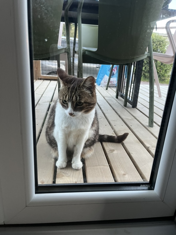 一只喵🐱