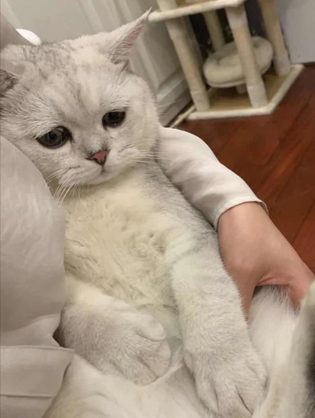 求英短猫舍