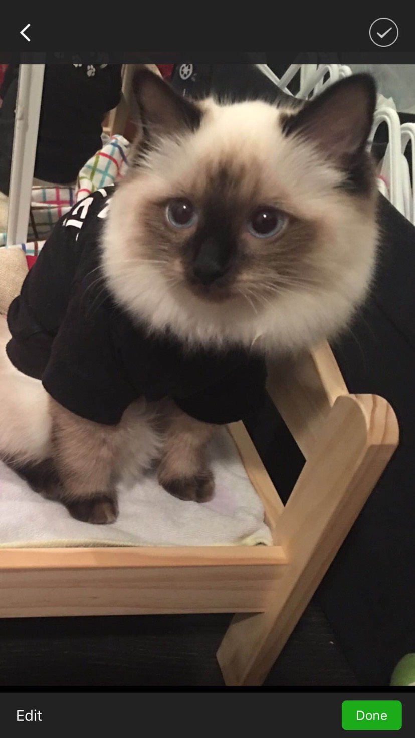 小猫群
