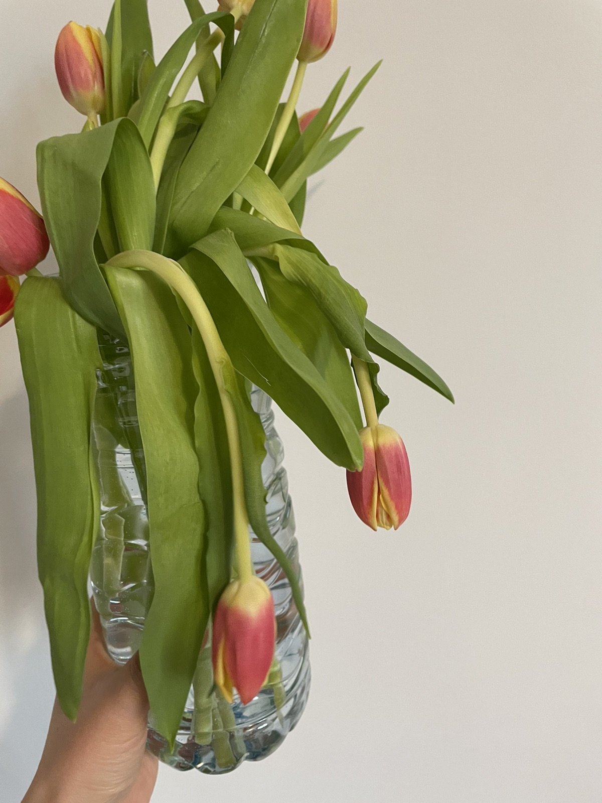 Lidl1.99欧的花我感觉它有点不快乐