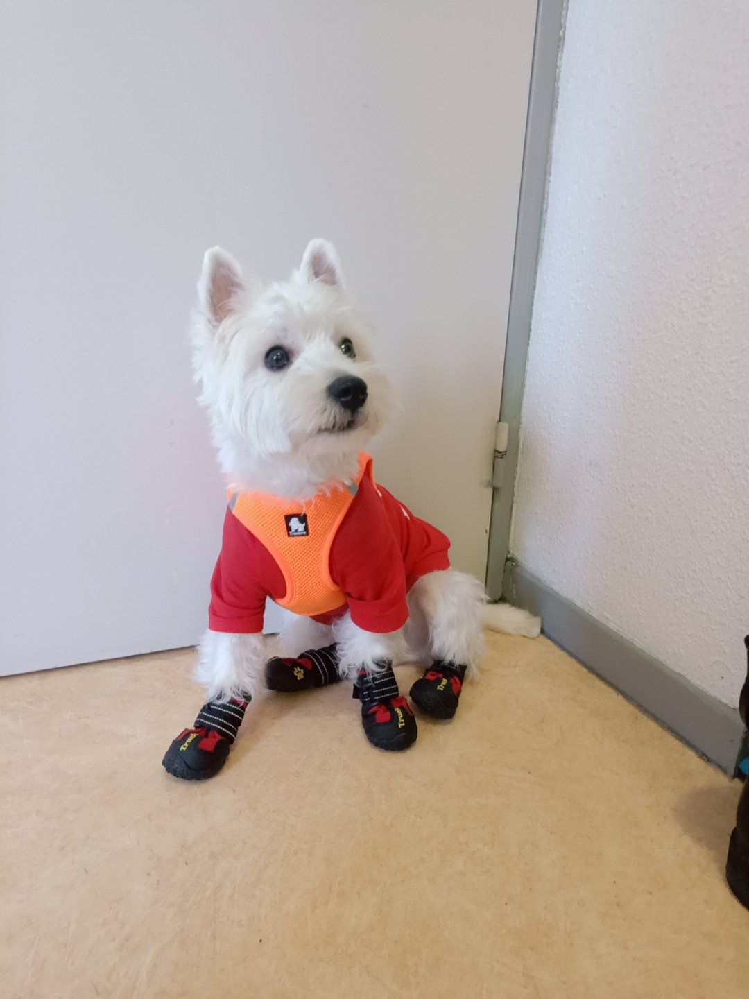 vava