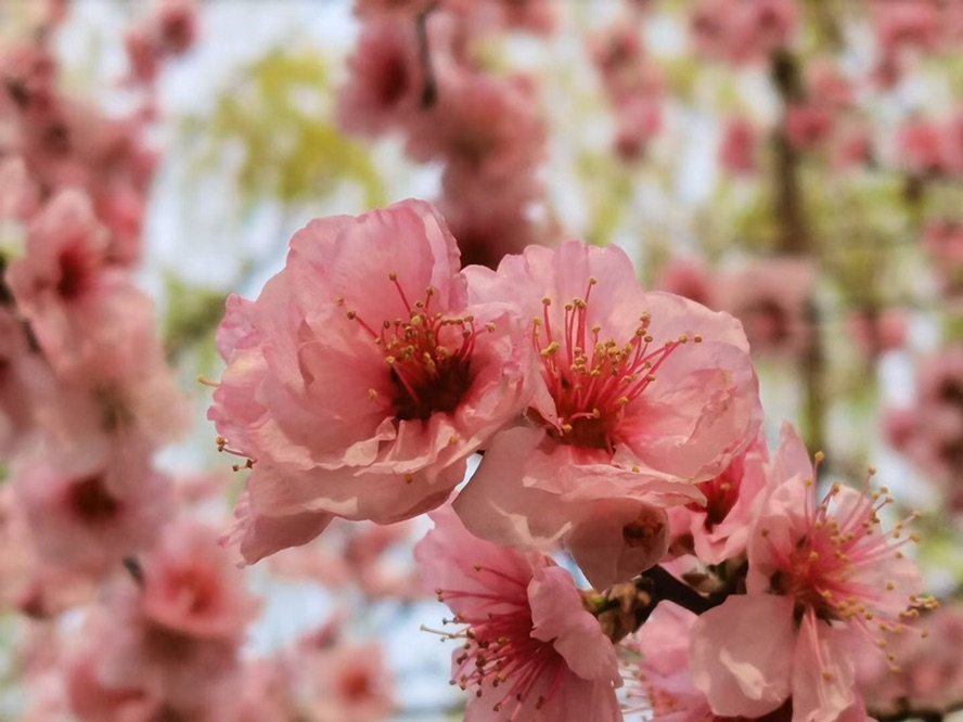 桜 ☀️🌸 🦆