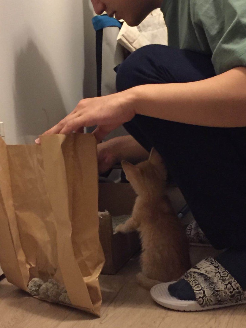 臭臭猫