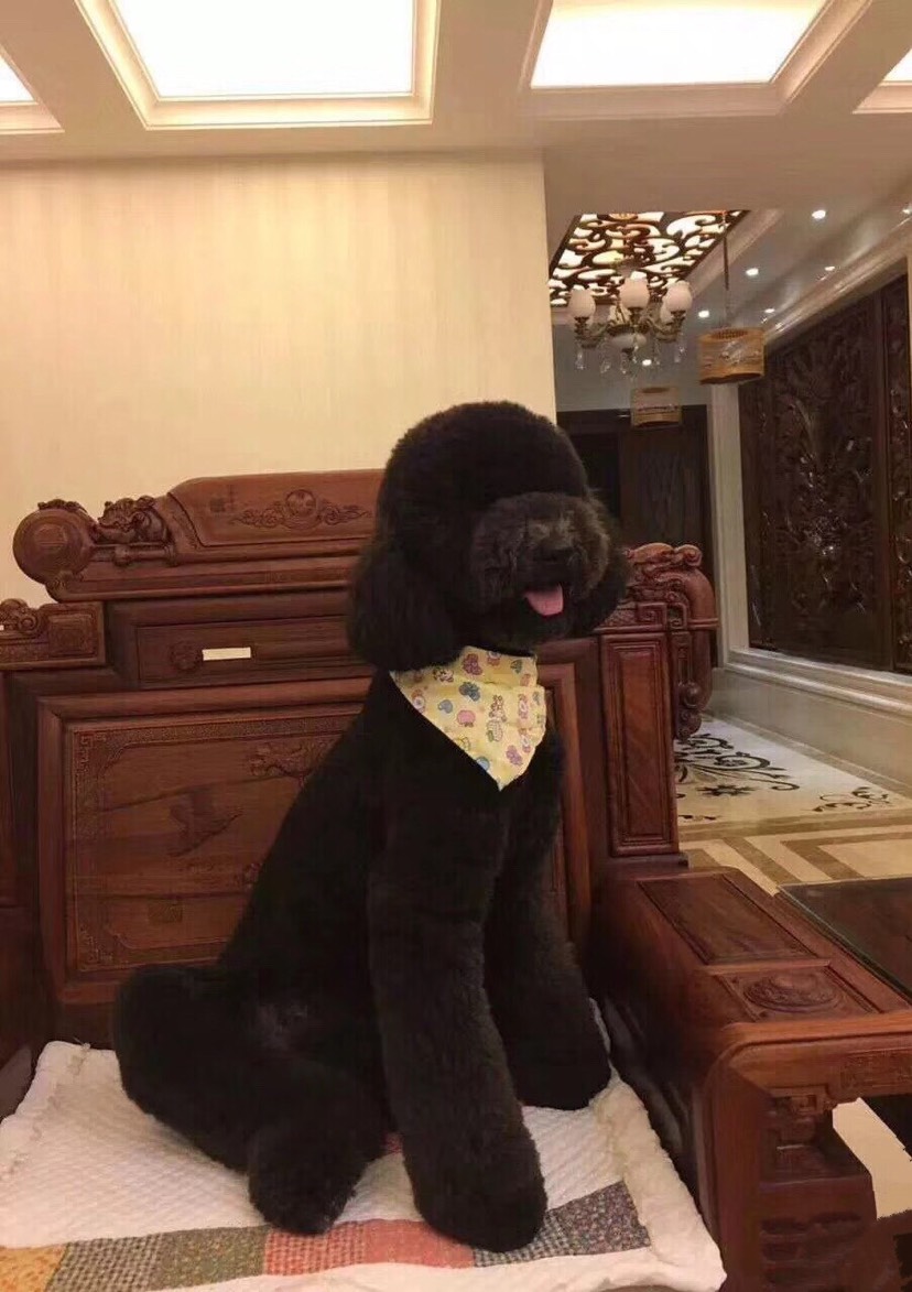 狗富贵、互相旺!