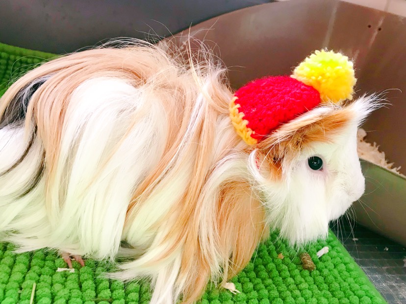 建国祝大家春节快乐！🎉