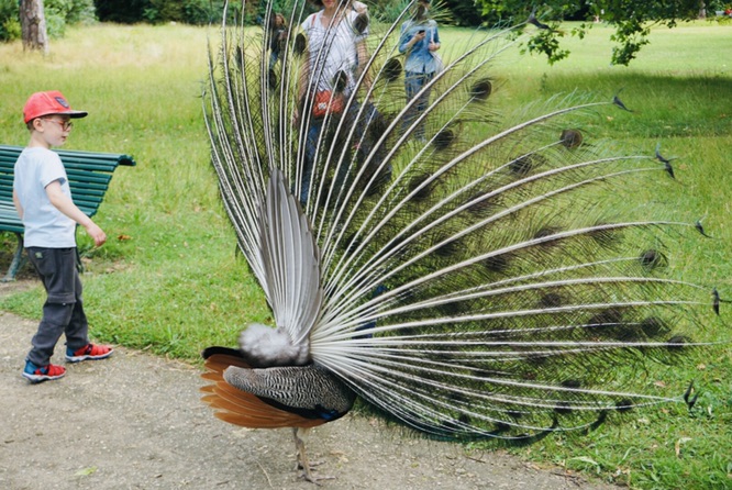 🦚屁屁好可爱！
