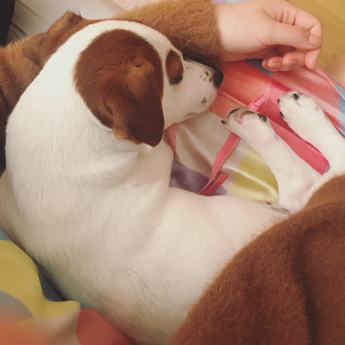 做个安静的狗崽子！