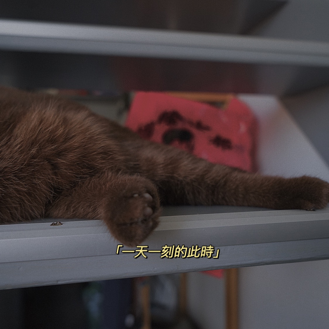 晒猫 嘻嘻