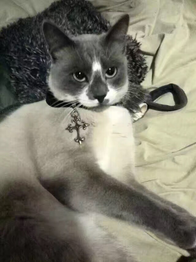 十斤的肥猫