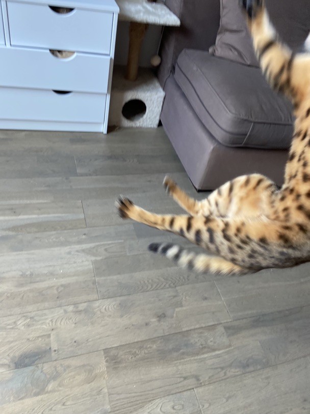 飞蹦到模糊 谁也不能逃过我的猫猫爪