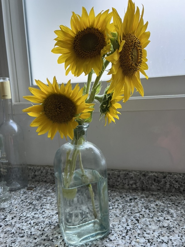 向日葵🌻开了!