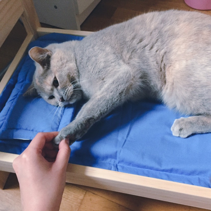 猫奴🤷♀️娃娃床买起来!