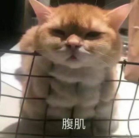 请问哪里可以买到蛋挞皮🦷