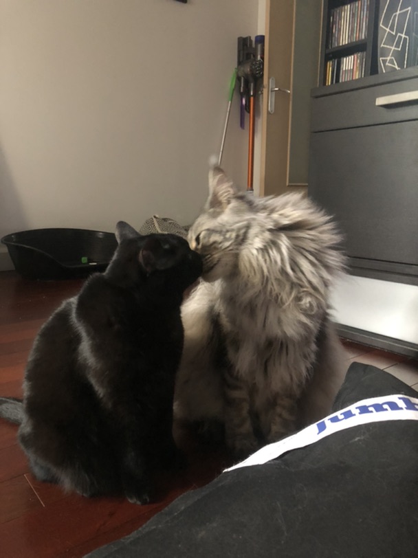 双猫家庭 下一秒就打起来
