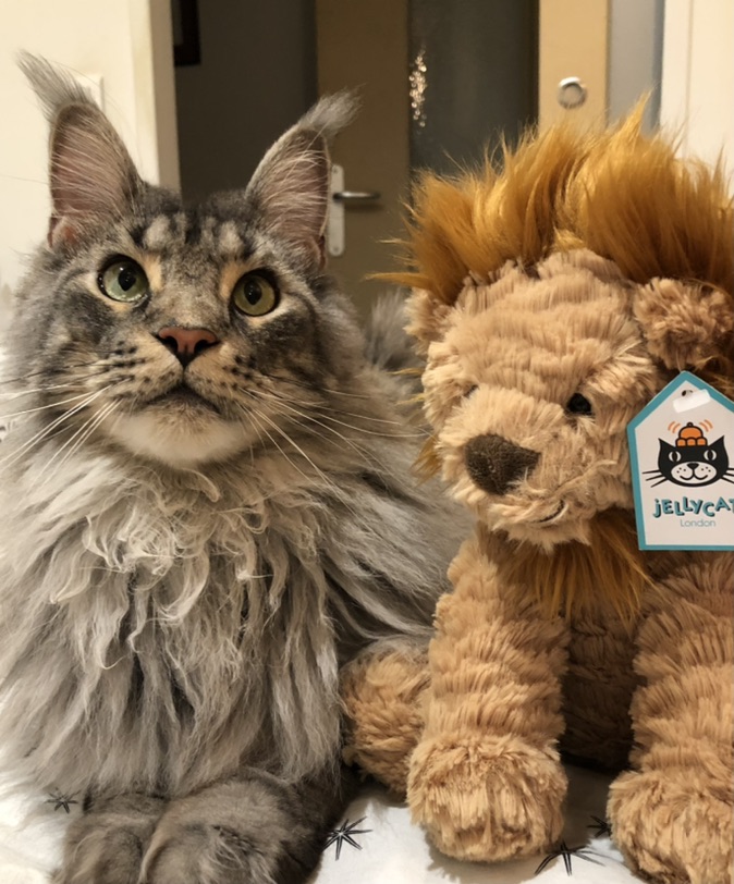 大猫和小狮子