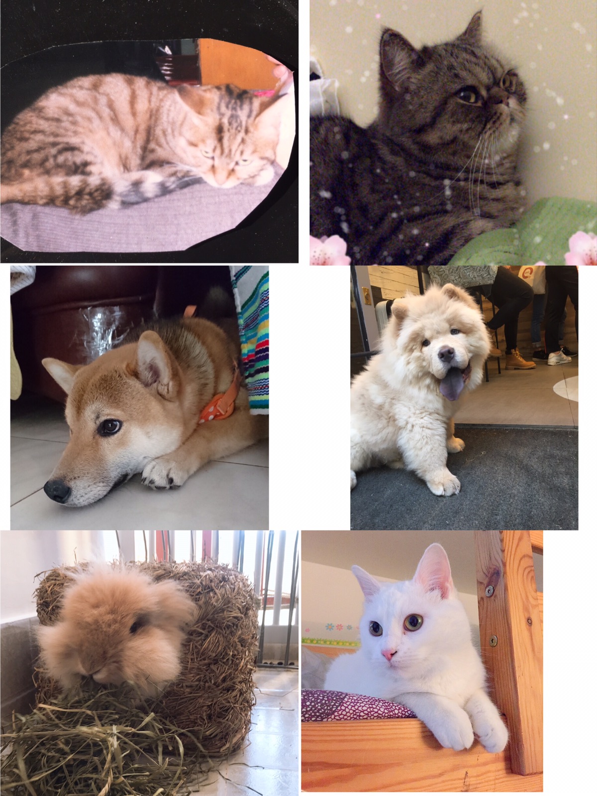 让你一次看个够🐱🐶🐹🐰