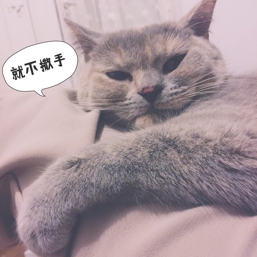 “猫”治百病(*⁰▿⁰*)