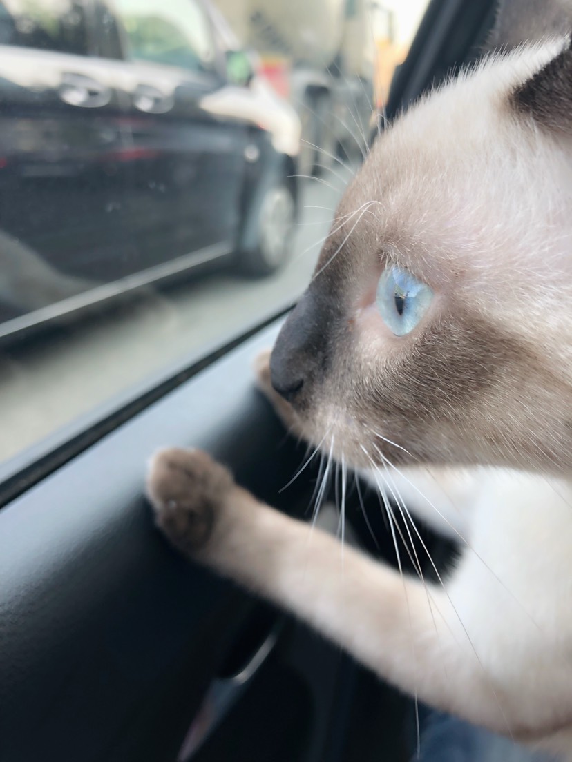 一只爱出门的猫