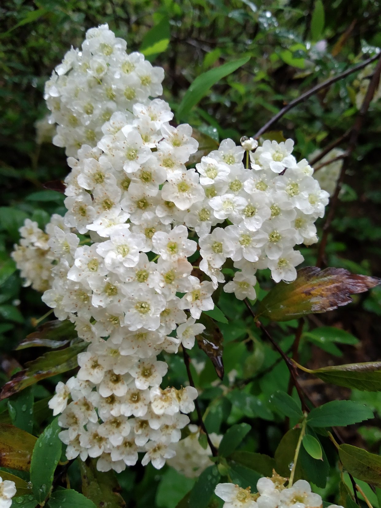 一起跟我赏花吧