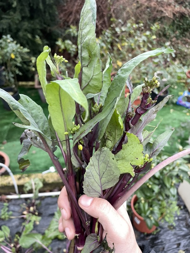 2024第二袋红菜苔存起