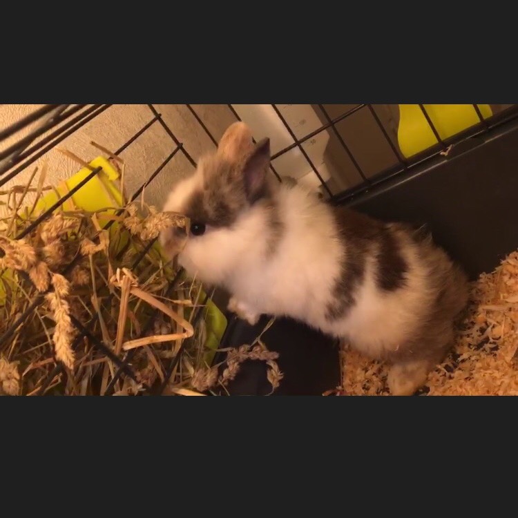 要成为兔奴了🐰