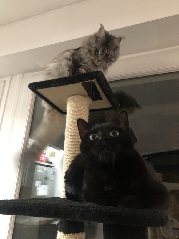 猫奴是永远不会睡到9点的