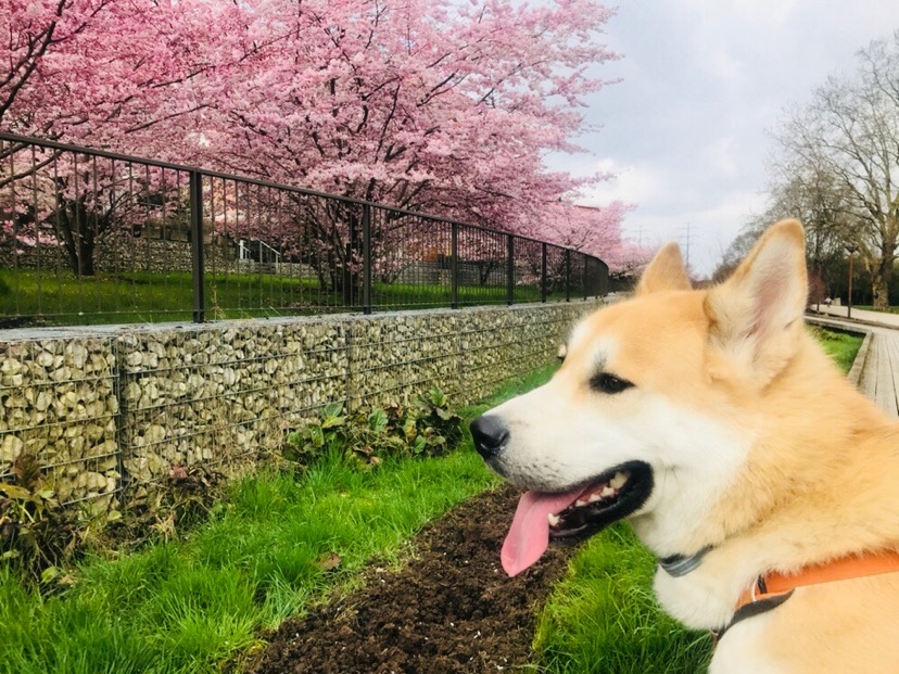 春光明媚