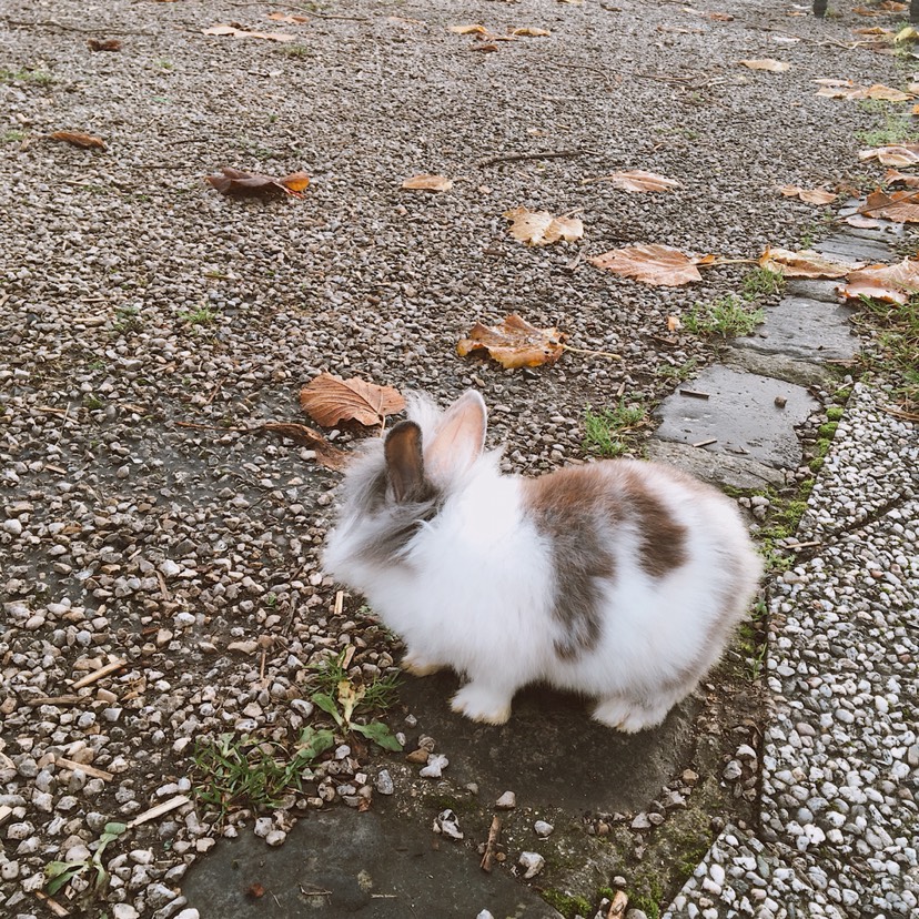 原来是个女孩纸🐰