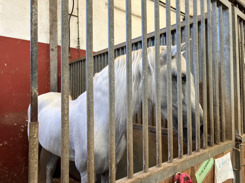 这个夏天 骑马安排起来！