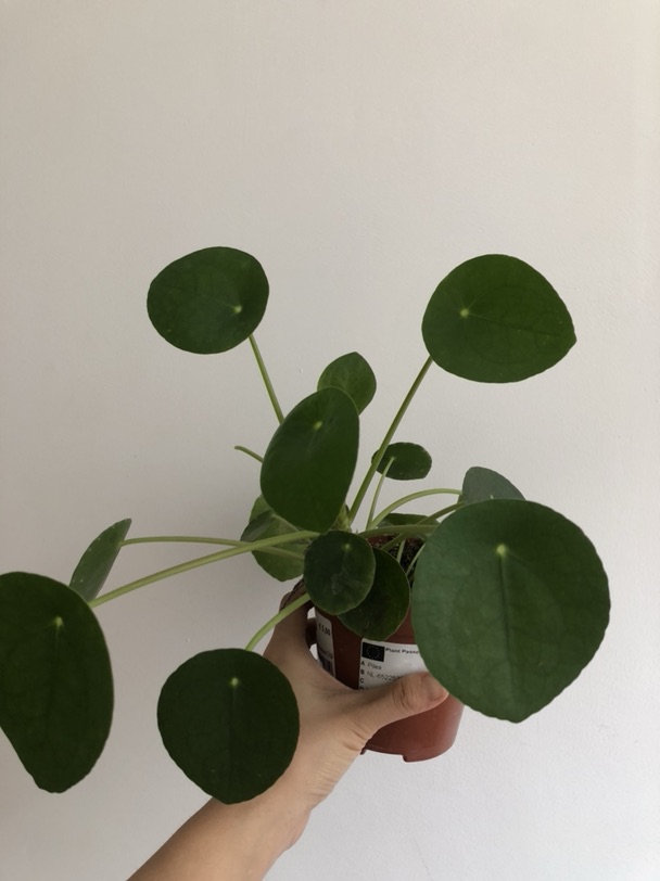  plantes pour tous 在92办场次啦 
