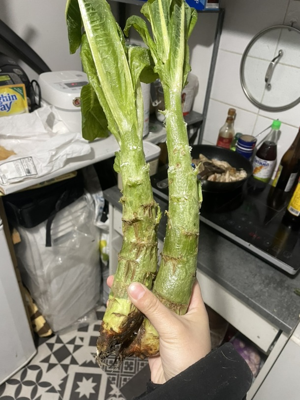 嫩 炒鸡嫩 巨嫩