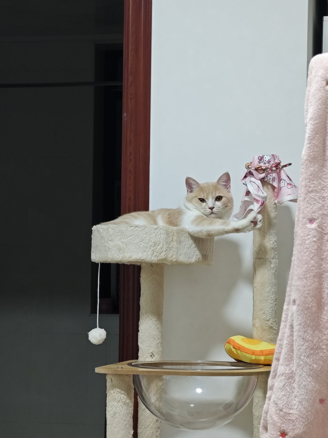 PET 5cm×5m 喵喵历险记 Pet Playpen 宠物围栏- 麦家星球